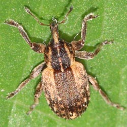 Hypera postica